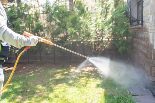 Wasp Removal Services in Golden Shores, AZ