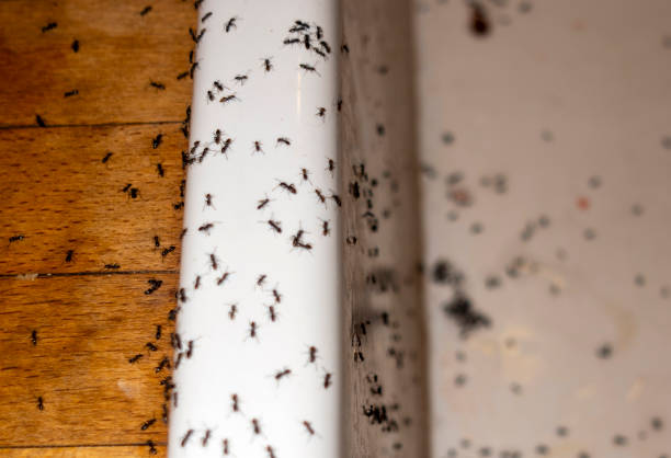 Pest Control for Restaurants in Golden Shores, AZ