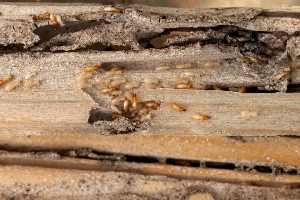 Best Bed Bug Extermination  in Golden Shores, AZ