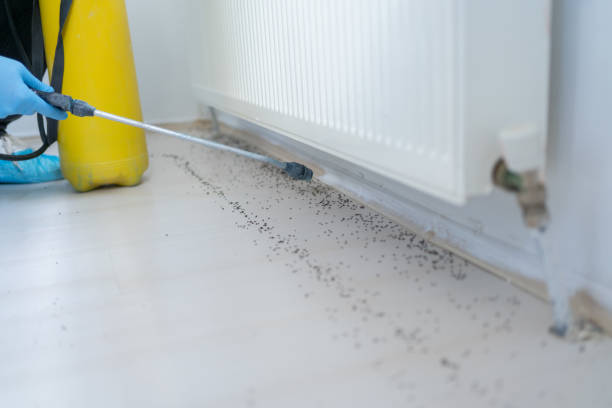 Best Pest Control Treatment  in Golden Shores, AZ