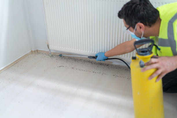 Best Flea Control Services  in Golden Shores, AZ